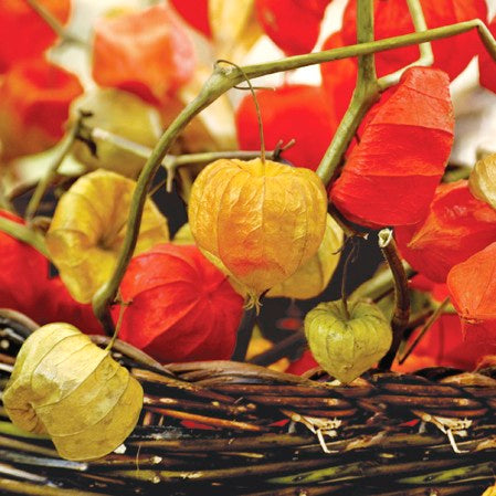 Physalis of Autumn Luncheon Napkins