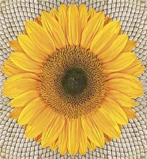 Sunflower on Seeds Luncheon Napkins